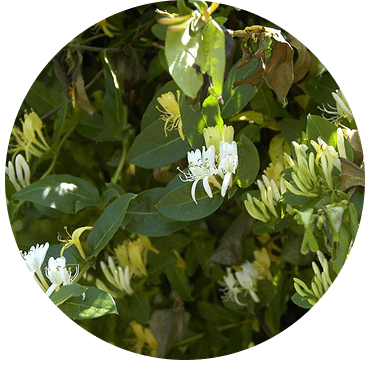 5種の植物由来エキス